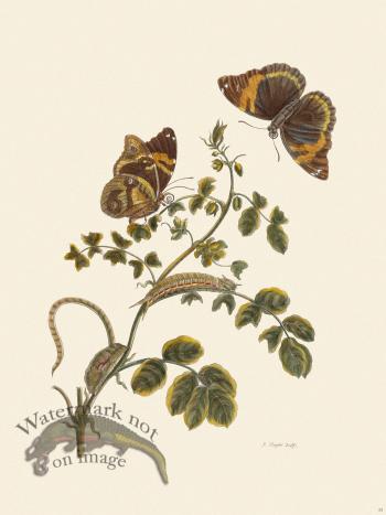 Merian Metamorphosis 32